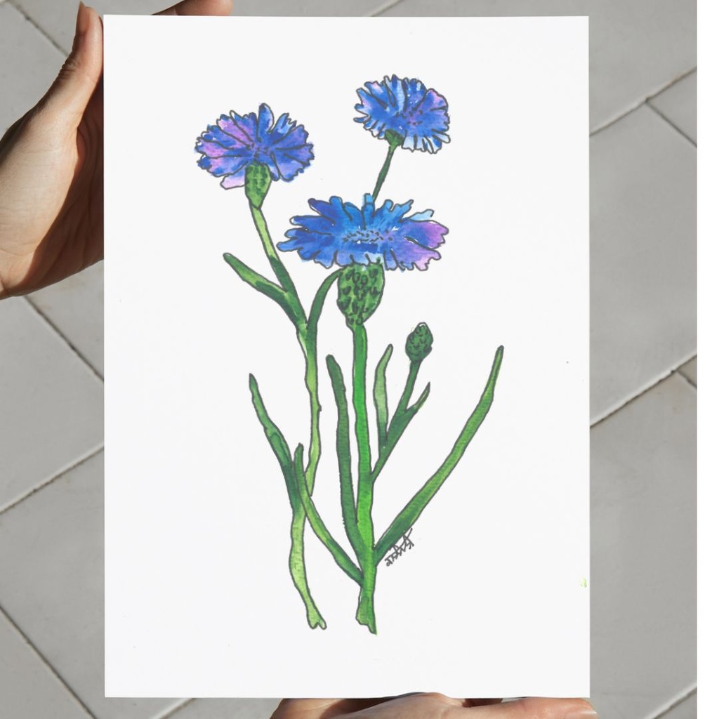 Centaurea Cyanus | A4 Wall Poster