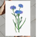 Centaurea Cyanus | A4 Wall Poster