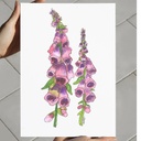 Enchanting Digitalis | A4 Wall Poster