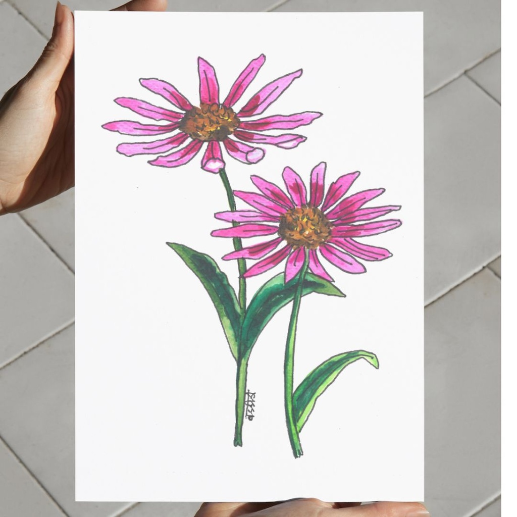 Ethereal Echinacea | A4 Wall Poster