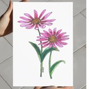 Ethereal Echinacea | A4 Wall Poster