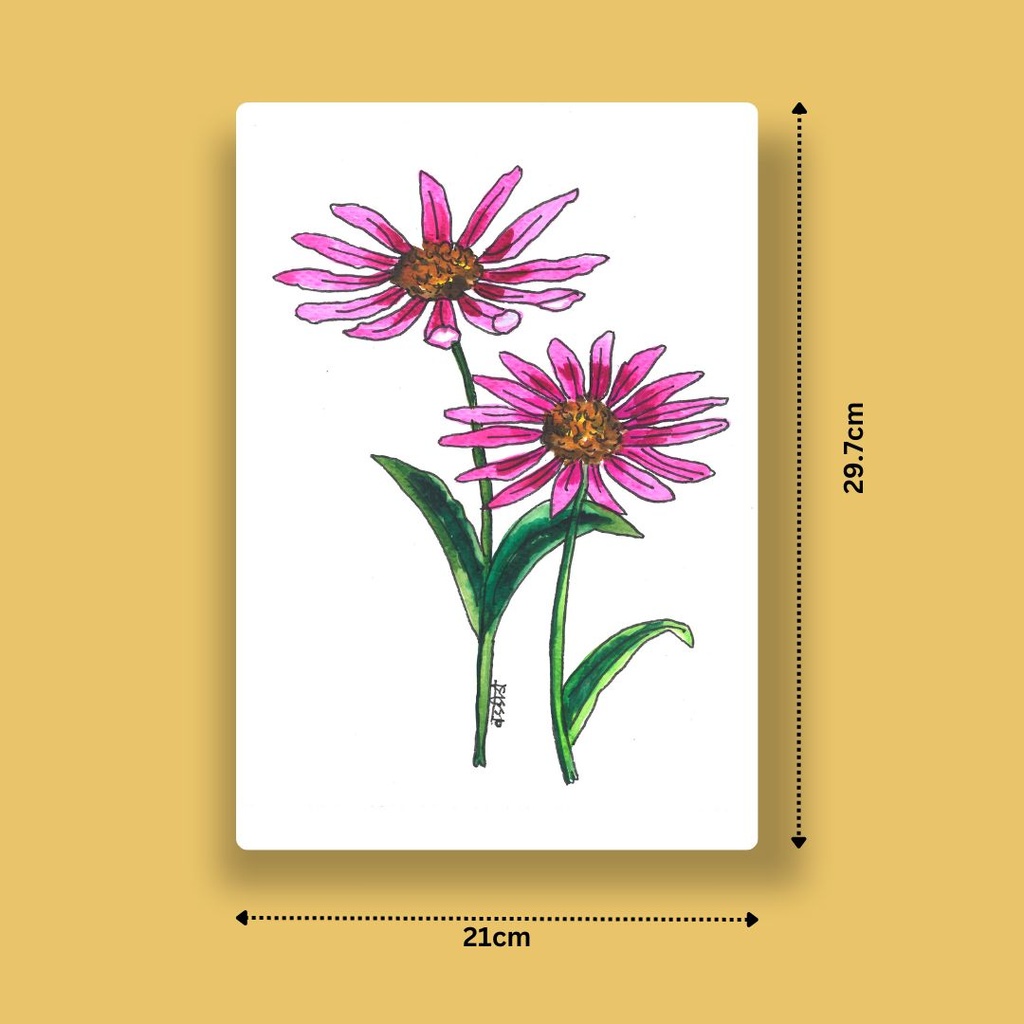 Ethereal Echinacea | A4 Wall Poster