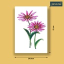 Echinacea | A5 Table Poster | Only Print