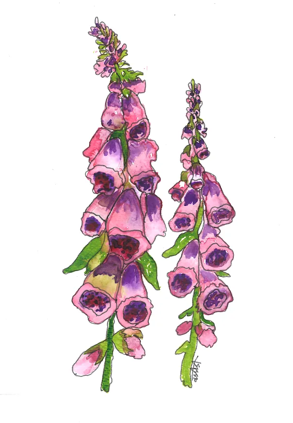 Vibrant watercolor florals in pinks and purples, featuring detailed botanical style.